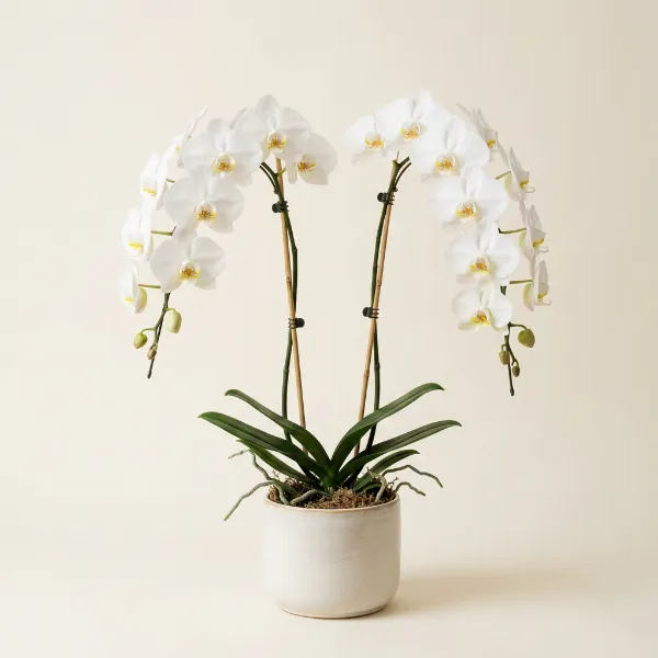 White Orchid
