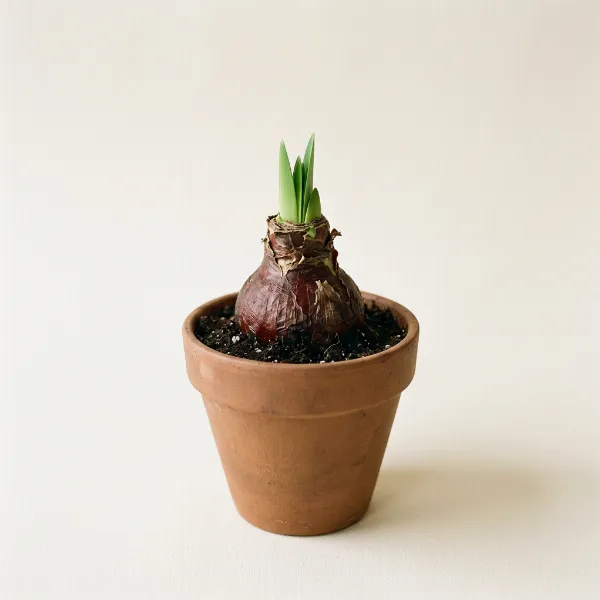 Amaryllis