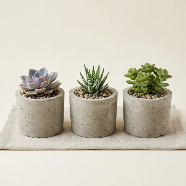 Succulent Trio